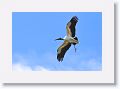 By early April, the Woodstorks are busy building nests.